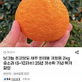 제주 한라봉 가정용 2kg (유클)