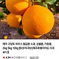 제주 고당도 하우스 황금향 소과/가정용/선물용 (19,000원~)