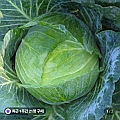 국내산 양배추 5kg