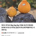 제주 한라봉 가정용 5kg