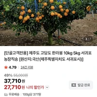 제주 고당도 서귀포 한라봉 5kg
