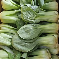 국내산 청경채 2kg 외 꽃상추