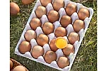 난각번호1번 계란 유정란 20구 달걀 무항생제 자연방사