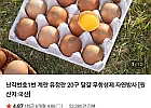 난각번호1번 계란 유정란 20구 달걀