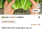 쿠팡 국내산 로메인 청상추 4kg